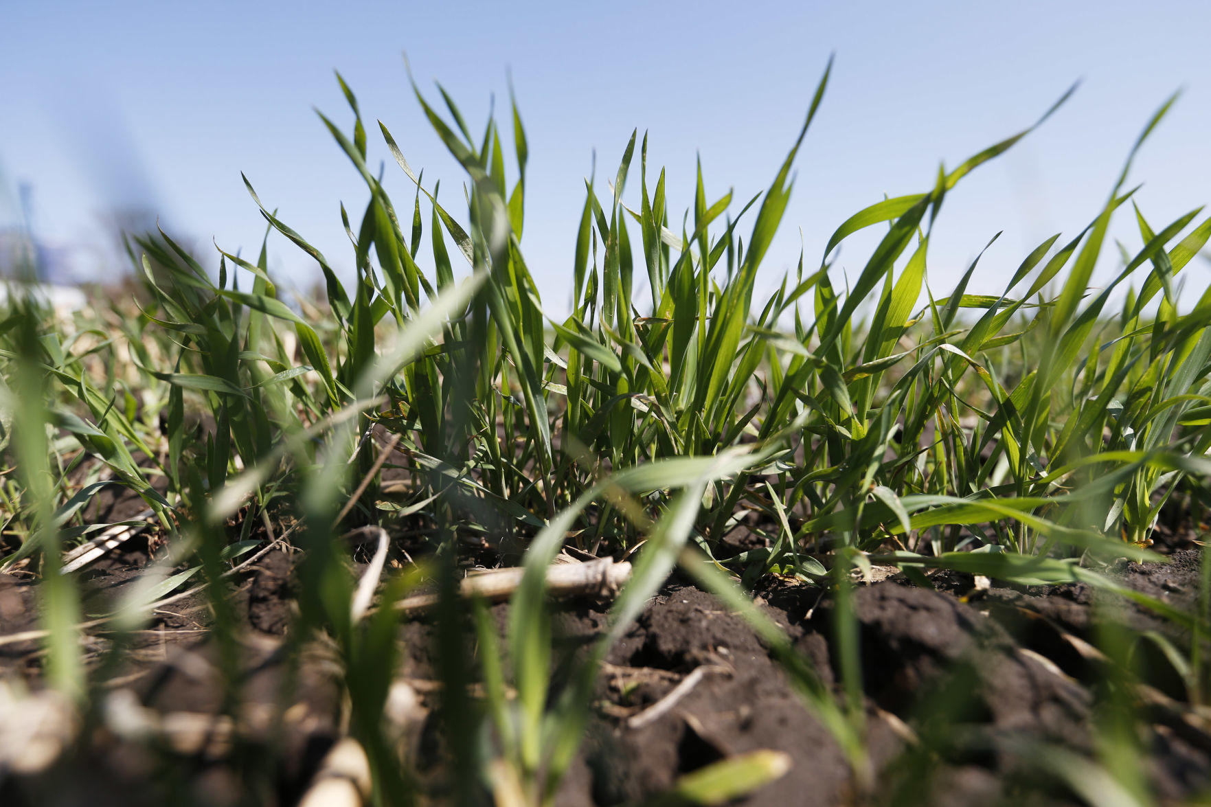 Cover crops